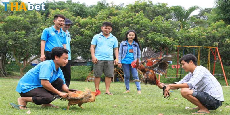 Cược đá gà online hấp dẫn cùng nền tảng chuyên nghiệp