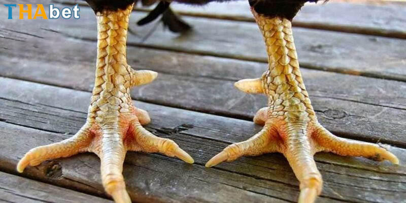 Chiến kê mang loại vảy này và sức hút khó cưỡng với giới sư kê