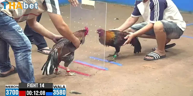 thuật ngữ đá gà cơ bản mà người tham gia nên biết.
